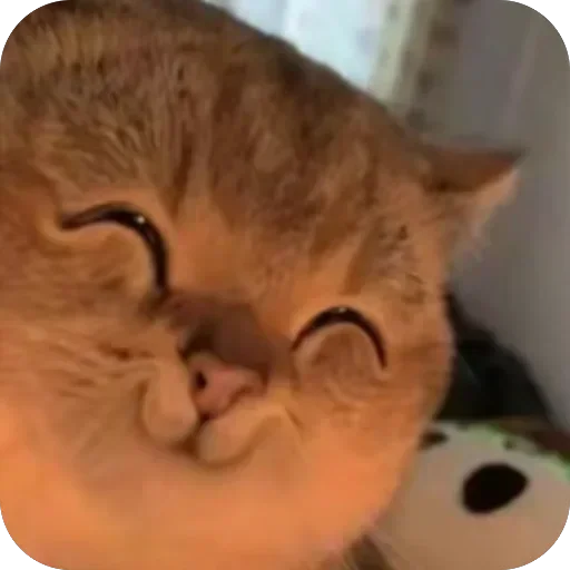 Телеграм стикер 🫥 茶茶茶 @ccdylc