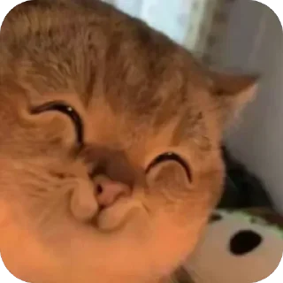 Video sticker 🫥 茶茶茶 @ccdylc