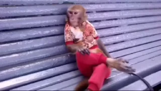Telegram sticker 🐵 Video Favorite stickers :: @fStikBot