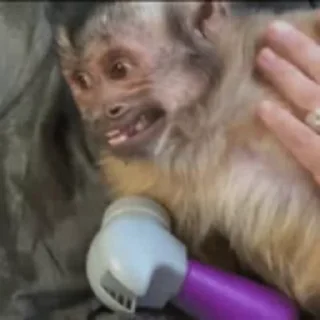 Telegram sticker 🐵 Video Favorite stickers :: @fStikBot