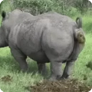 Телеграм стикер 💩 Só excrotidão :: @fStikBot