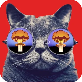 Video sticker 🐱 Explosão gatinho