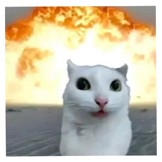 Telegram stiker 🐱 Explosão gatinho
