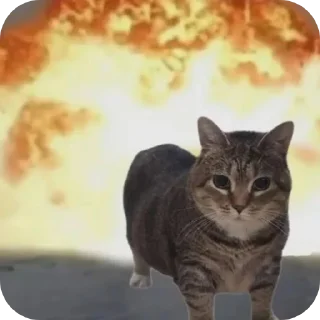 Telegram stiker 🐱 Explosão gatinho