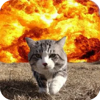 Video sticker 🐱 Explosão gatinho