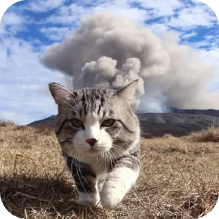 Telegram stiker 🐱 Explosão gatinho