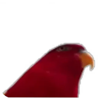 Telegram stiker 🔫 Random Bullshit Amir⅔