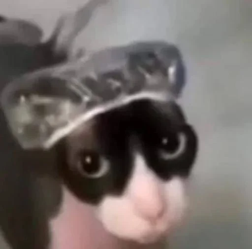 Telegram sticker 🈺 قامط