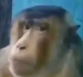 Video sticker 🈯 قامط