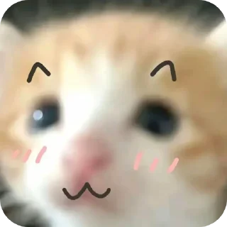 Sticker 🤲 Cute cat