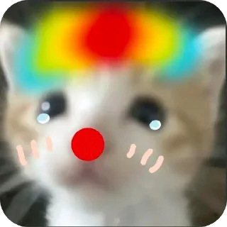 Telegram stiker 👍 Cute cat