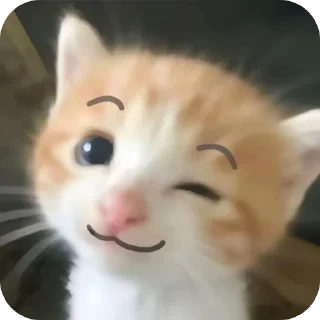 Video sticker 🐱 Cute cat
