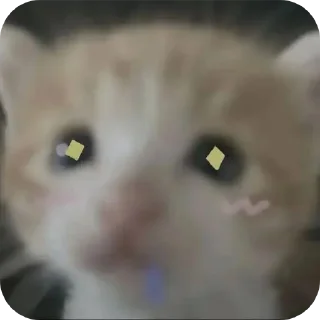 Telegram stiker 🤲 Cute cat