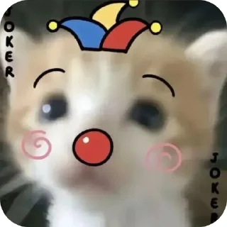 Telegram stiker 👍 Cute cat