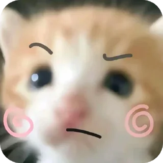 Video sticker 🤲 Cute cat