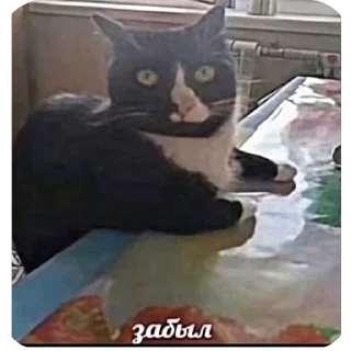Video sticker 🫥 Рофлс