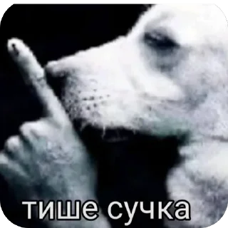 Telegram sticker 🫥 Рофлс
