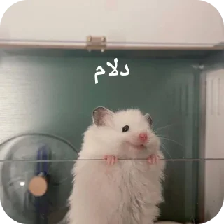 Telegram sticker 👍 Dalam