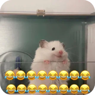 Video sticker 👍 Dalam