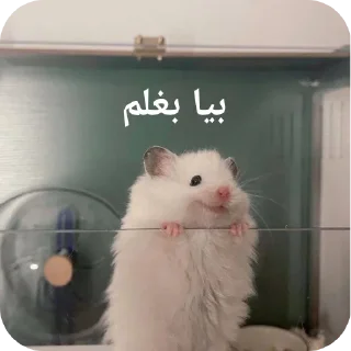 Telegram sticker 👍 Dalam