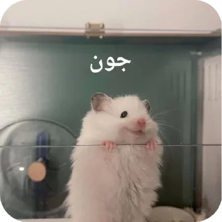 Video sticker 👍 Dalam