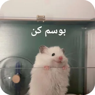 Telegram sticker 👍 Dalam