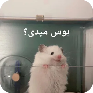 Telegram sticker 👍 Dalam