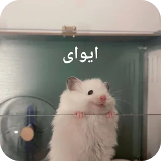 Telegram sticker 👍 Dalam