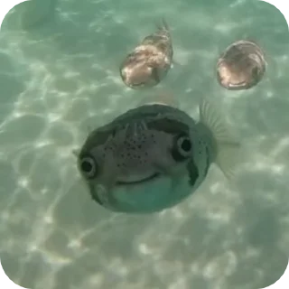 Video sticker 🐠 𝓢𝓽𝓸𝓷𝓮𝓭 𝓯𝓲𝓼𝓱 :: @fStikBot
