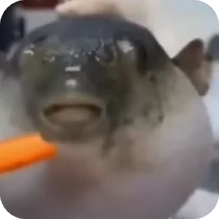 Video sticker 🐠 𝓢𝓽𝓸𝓷𝓮𝓭 𝓯𝓲𝓼𝓱 :: @fStikBot