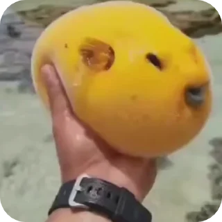 Video sticker 🐠 𝓢𝓽𝓸𝓷𝓮𝓭 𝓯𝓲𝓼𝓱 :: @fStikBot