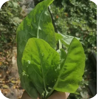 Video sticker 🥦 Больше стиков тут: @stikery4