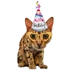 Sticker 🤩 happy birthday ➜ @emoji1