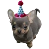 Sticker 🤩 happy birthday ➜ @emoji1