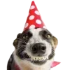 Video sticker 🤩 happy birthday ➜...