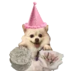 Video sticker 🤩 happy birthday ➜...