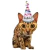 Video sticker 🤩 happy birthday ➜...
