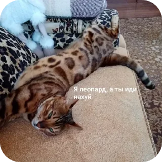 Telegram sticker 🐱 Марсек @TgEmodziBot