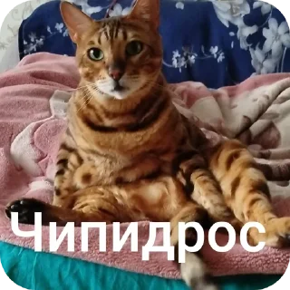 Video sticker 🤘 Марсек @TgEmodziBot