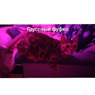 Sticker 🐱 Марсек @TgEmodziBot