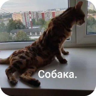 Telegram sticker 🐱 Марсек @TgEmodziBot