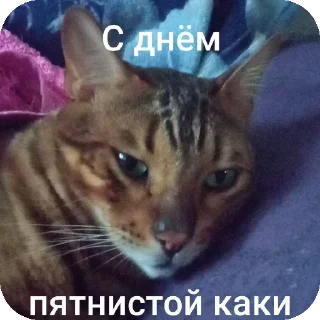 Telegram sticker 🐱 Марсек @TgEmodziBot