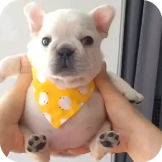 Video sticker 🐶 Больше стиков тут: @stikery4