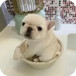 Telegram sticker 🐶 Больше стиков тут: @stikery4