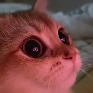 Video sticker 🐈 Котики | by @Esmeraldaaa