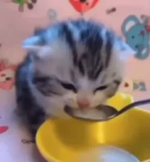 Video sticker 🐈 Котики | by @Esmeraldaaa