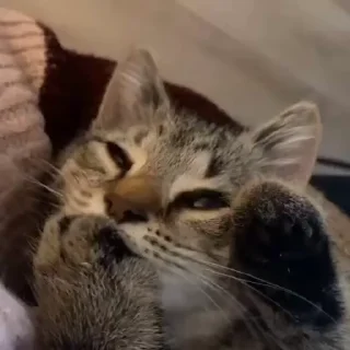 Video sticker 🐈 Котики | by @Esmeraldaaa