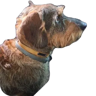 Telegram sticker 🫥 Le mignon petit chien de Fou KO