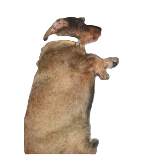 Telegram sticker 🫥 Le mignon petit chien de Fou KO