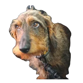 Telegram sticker 🫥 Le mignon petit chien de Fou KO